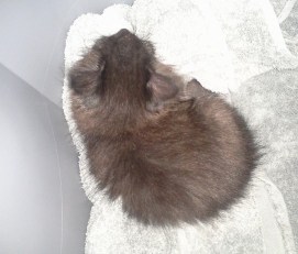 11214088_10155467356435005_4313380305506836204_n