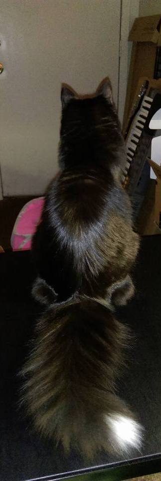 12037971_10156003525055005_5910659867703968652_n