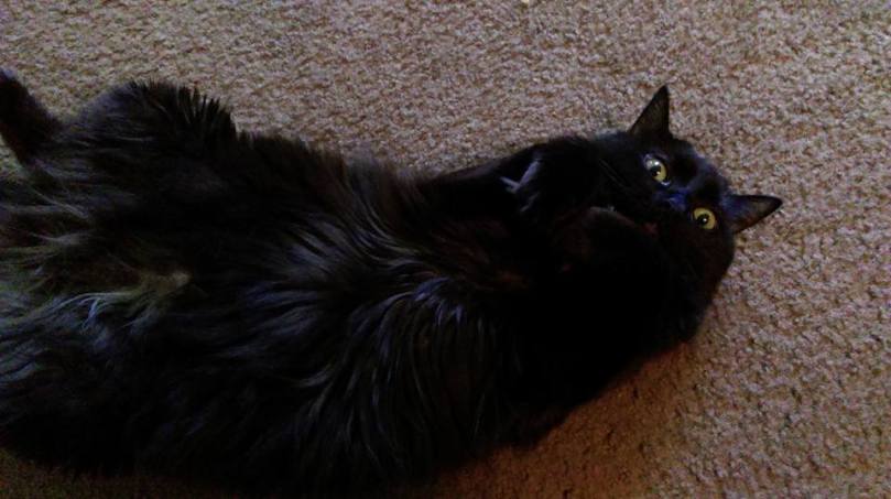 13882212_10157140587685005_4762507408095214868_n