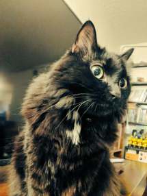 39945323_505875063151733_8081582593557921792_n